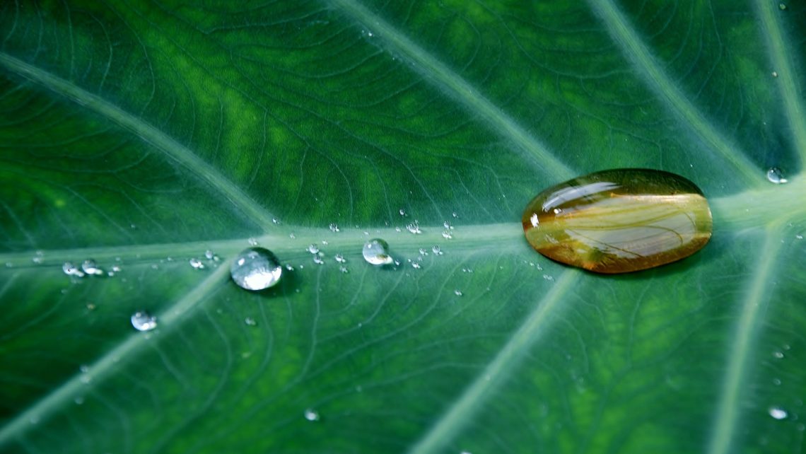 water droplets on a green plant leaf environmental management system