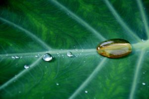 water droplets on a green plant leaf environmental management system