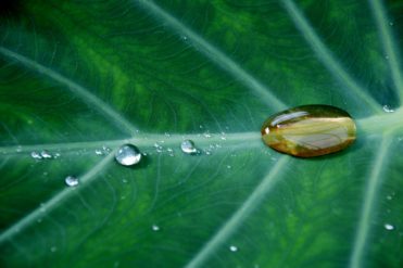 water droplets on a green plant leaf environmental management system